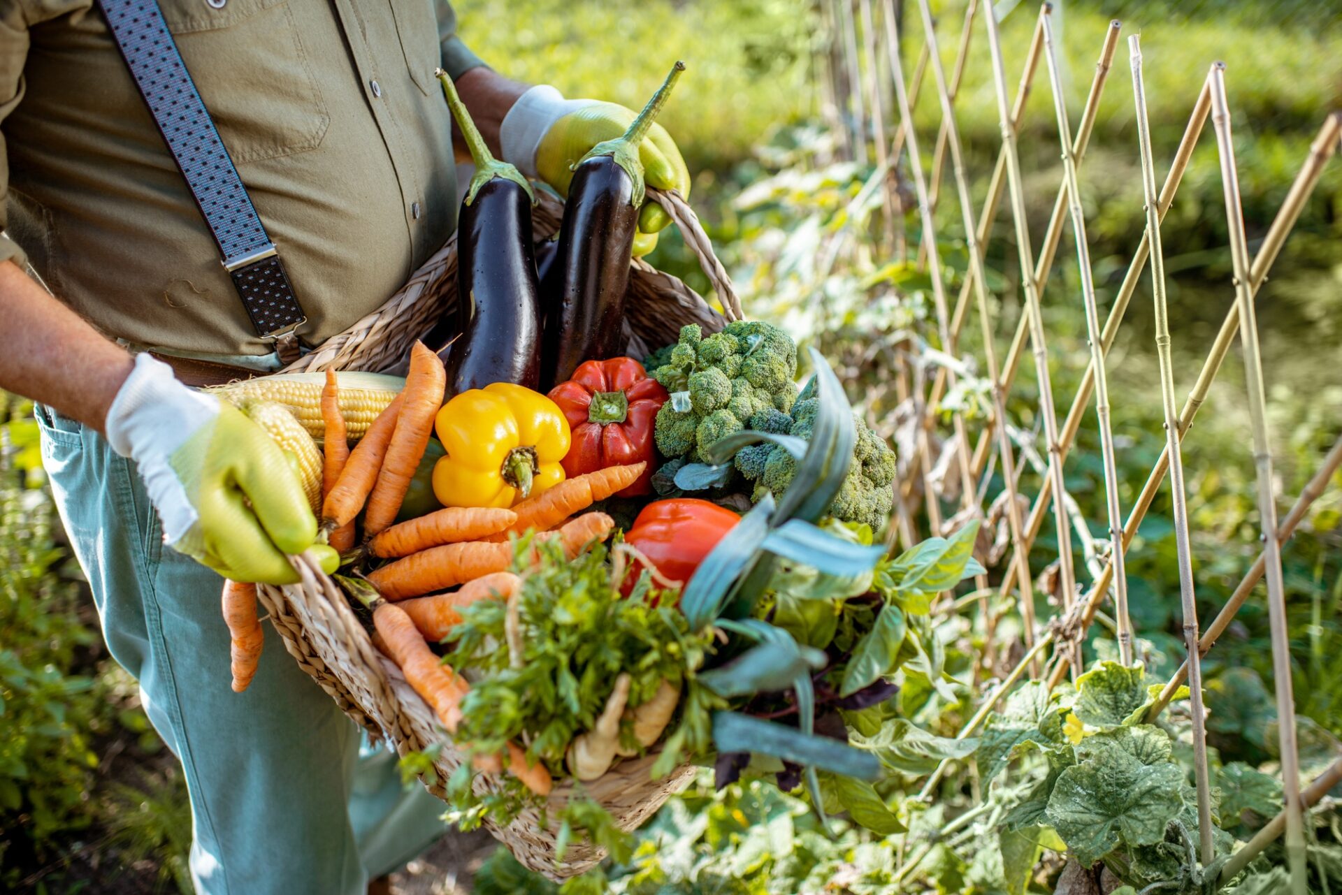 Holding basket with vegetables